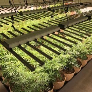 High Quality Grow Tent Hydroponics Full Specturm Drop Shipping LED Grow Light IP65 Lm301b LED Grow Light