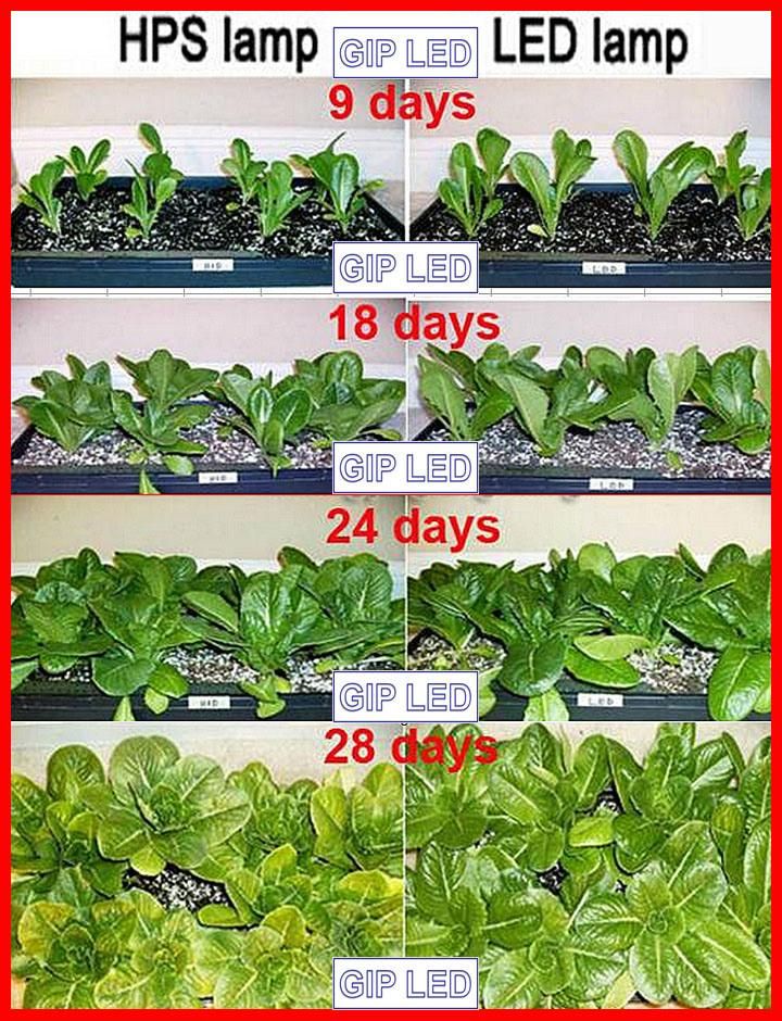 300W-1200W Greenhouse/Medical Plants LED Grow Lights for Wholesales