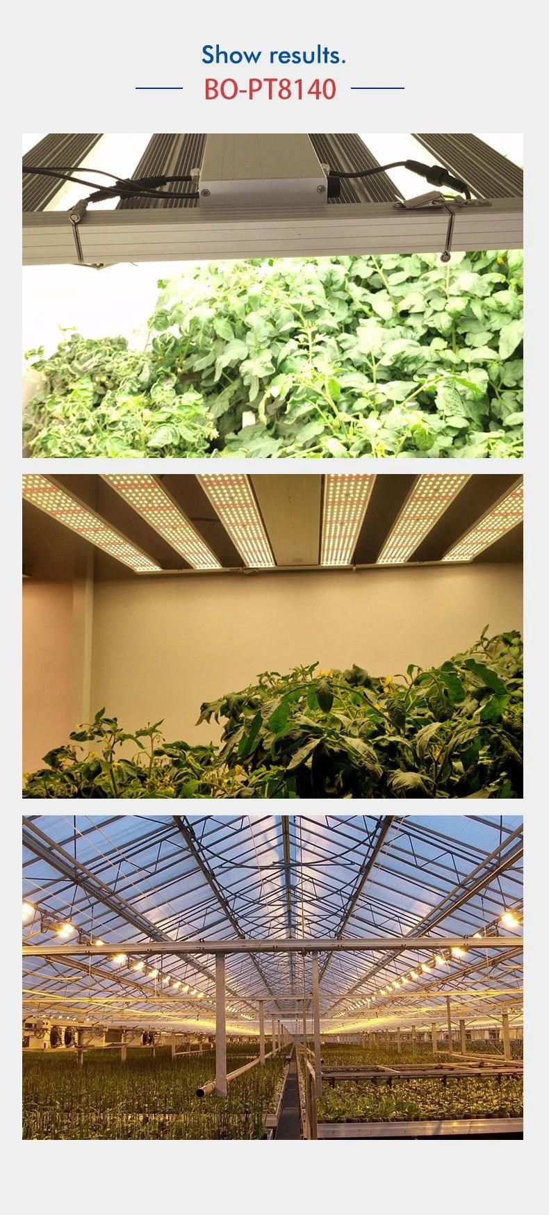 500W Bonfire UL Certification LED Grow Lamp with 5 Years Warranty