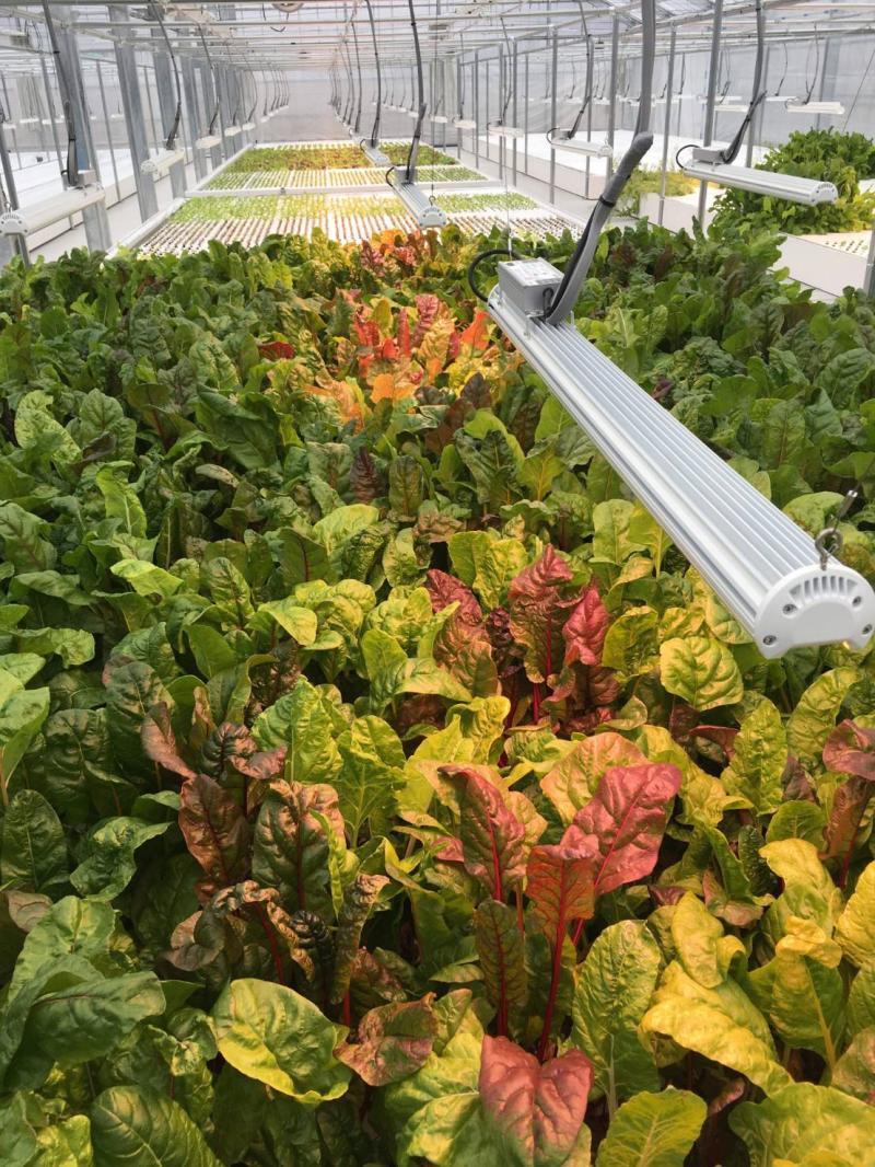ISO Manufacturer 2020 LED Grow Light for Veg/Bloom