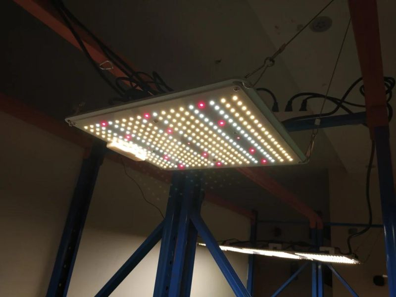 UL Certification 100W Bonfire LED Plant Lamp with Good Service in Farm