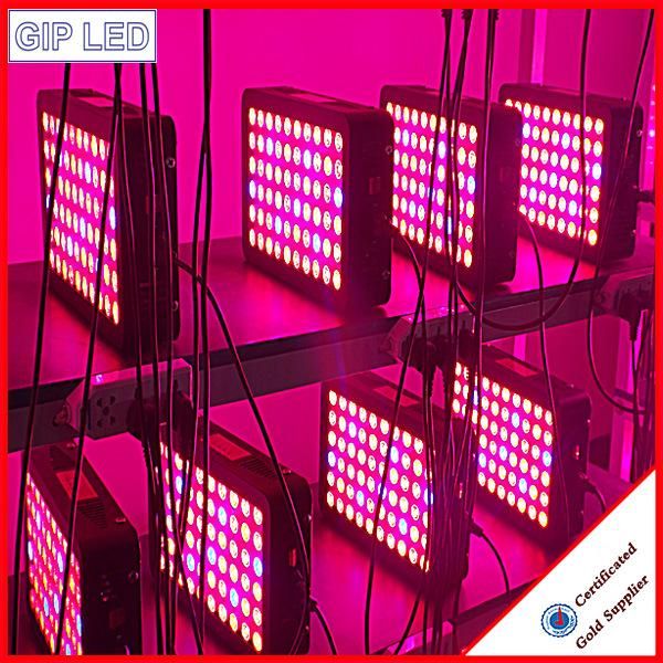 Hydroponic System 300W LED Grow Lights for Greenhouse