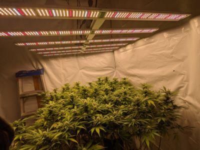 Foldable 800watt Shipping Dimmable LED Grow Light 301h 301b for Grow Tent Plant Grow