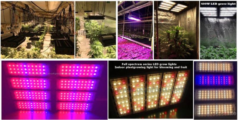 Black Solider Fly Farm Bsf Breeding Insect LED Artificial Light