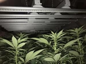 2021 Best Commercial Hortibloom 8 Bar 650W Samsong Full Spectrum LED Grow Light