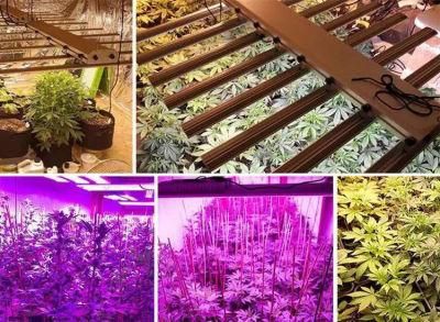Chinese Direct Samsung Chip LED Grow Light 800W 10 Bars Hydroponics Full Spectrum Fluence Commercial Planting Fixture